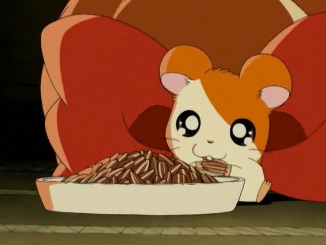 Hamtaro, por favor vuelve a casa